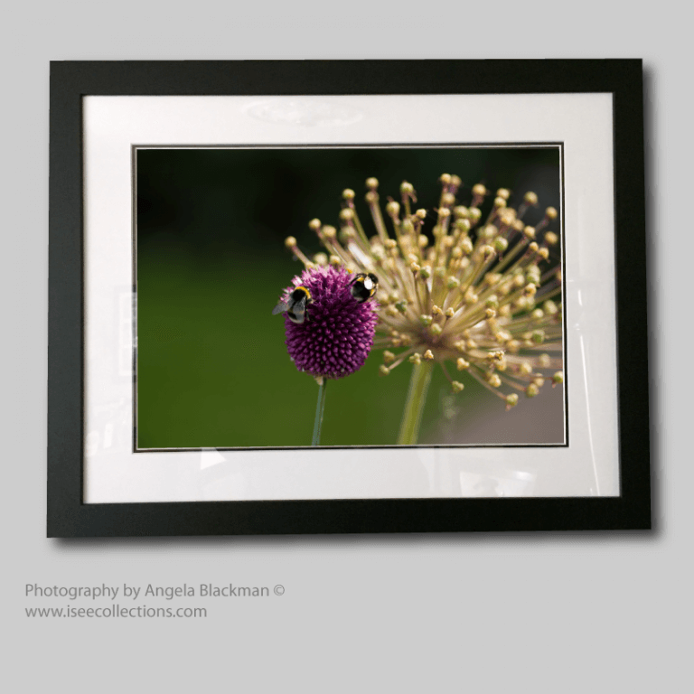 Allium Bees black frame Shop-image