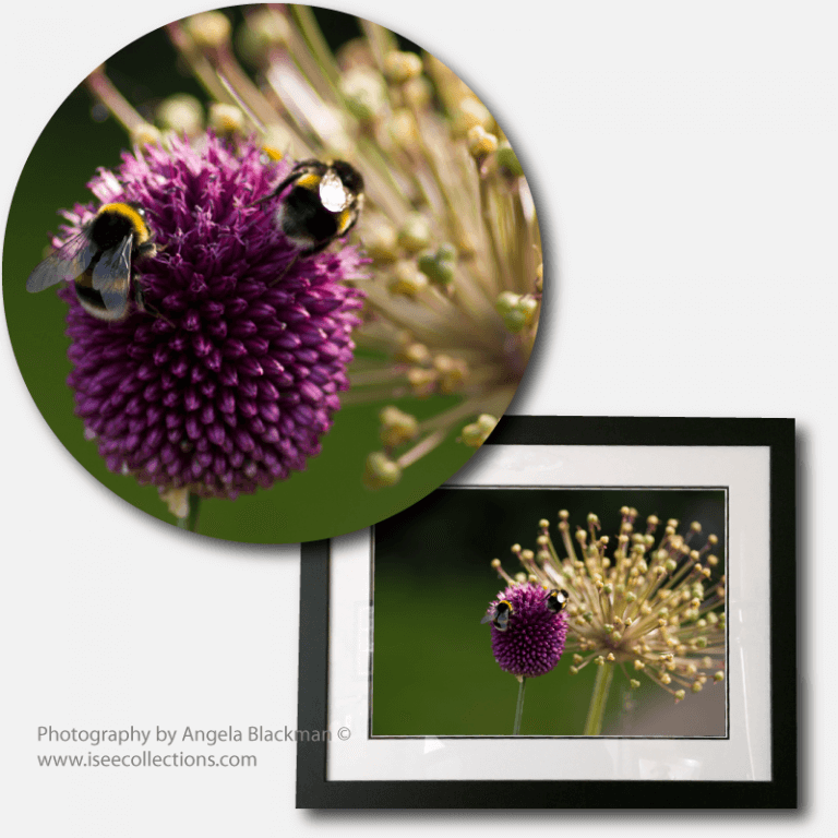 Allium Bees black frame Print detail