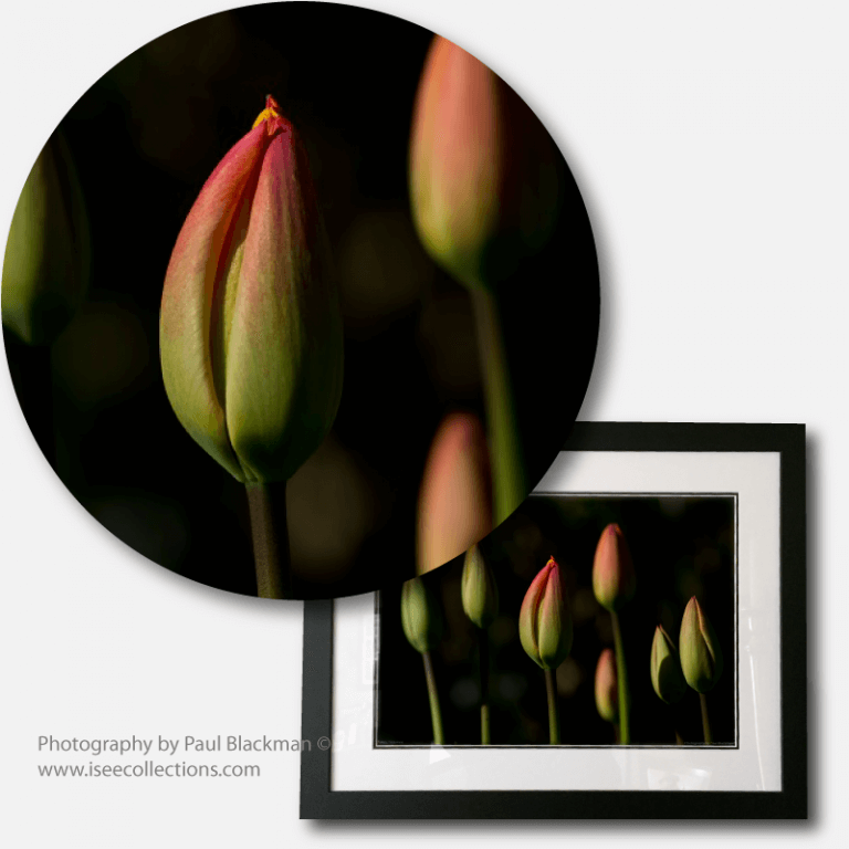 Tulips on Black Print detail