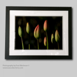 Photographic Print, Black Framed “Tulips in the shade”