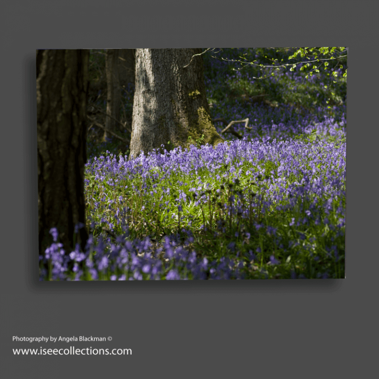 Bluebell Woods Canvas Shop