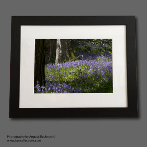 Bluebell wood A4 print mounted and framed - shop