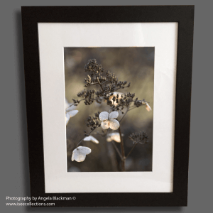 Delicate remains of the Winter Hydrangea Shop