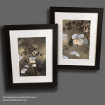 "Winter Hydrangea" set of two A4 photographic prints, mounted and framed ready to hang