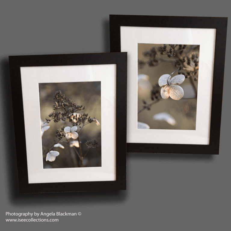 Winter Hydrangea set of 2 A4 printed mounted and framed Shop