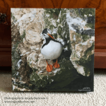 “Lookin’ Puffin” Flanborough Yorkshire Canvas print Photography by Angela Blackman ©