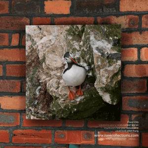 Puffin in natural environment 20 x 20