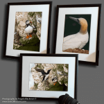 Seabird set of 3 x A4 prints; mounted and framed. Photography by Angela Blackman ©