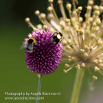 Allium Bees mounted A3 Photographic Print