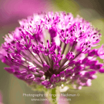 Pink Allium Head – A3 Photographic Mounted Print