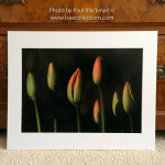 Morning Tulips A3 photoprint mounted
